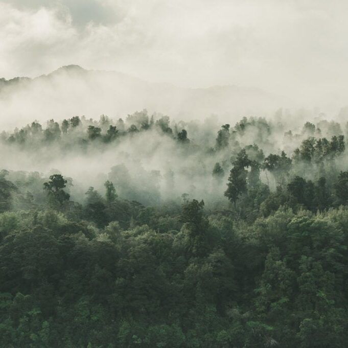 high-angle-shot-beautiful-forest-with-lot-green-trees-enveloped-fog-new-zealand